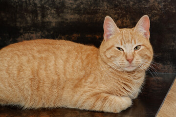 Fototapeta na wymiar Red cat sits near a warm fireplace. Fluffy pet waiting for the owners. A pet enjoys