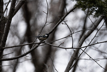 鳥