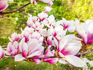 Beautiful blooming pink magnolia tree background