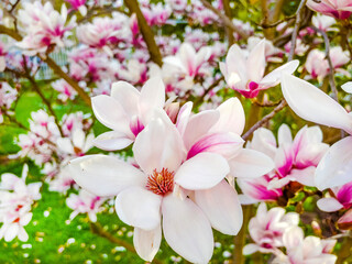 Beautiful blooming pink magnolia tree background