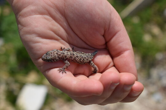 Young Mediterranean house gecko (Hemidactylus turcicus) held in hand