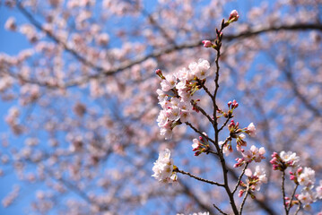桜　さくら　青空　背景素材