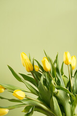 A bunch of yellow tulips on a pastel green background, copy space for text