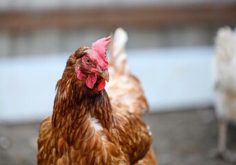 A large chicken with brown feathers walks around the farm's poultry yard. Close-up of a bird, blurred background.