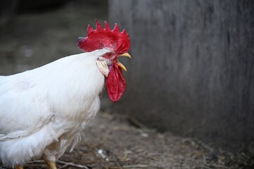 A large white rooster with a red crest cries loudly invitingly standing in the poultry yard of the...