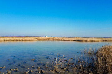 The coast of the estuary, overgrown with reeds on a winter day. Clear ice water and clear blue sky