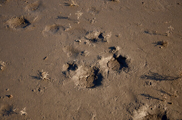 Footprints in the mud. Brown wet footprint on the coast