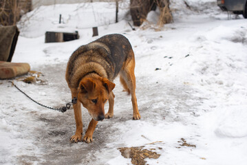 dog sits on a leash near the house in winter. High quality photo