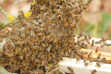 Apiculture : essaim échappé d'une ruche que l'apiculteur tente de faire rentrer dans une ruche.