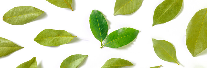 Fototapeta premium Bay leaf panorama. A pattern of dry laurel leaves with a couple of fresh and bright ones, overhead flat lay shot on a white background, culinary panoramic banner