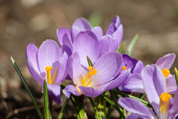 Crocus flowers bloom in the spring garden. Violet saffron in sunny day