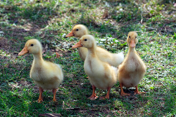 Four cute ducklings are grouped together in nature.