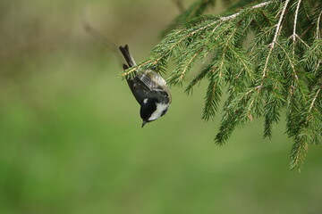 coal tit (Periparus ater) searching for small insects