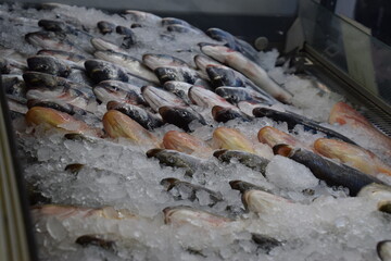 Fish in an ice tray 