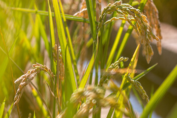 Espigas de arroz en la Albufera de Valencia, España, con semillas de arroz tostados bajo el sol cultivados para la realización de la paella valenciana