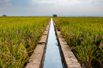 Acequia de riego en un campo de arroz en la Albufera de Valencia, España, con semillas de arroz...