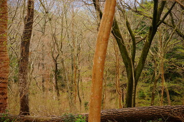 Winter Forest Image - 新緑 霧 雑木林