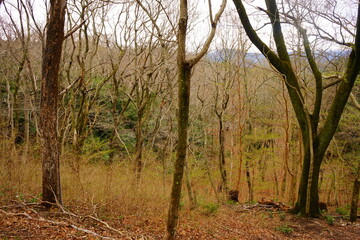 Fototapeta premium Winter Forest Image - 新緑 霧 雑木林