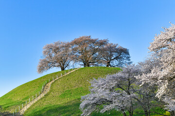 丘の上の桜と青空