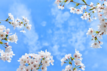 満開の桜と青空