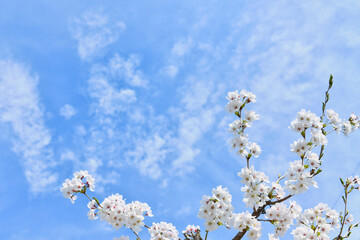 満開の桜と青空