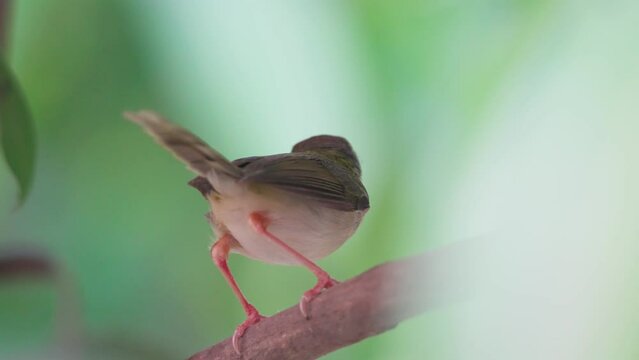 Tiny Common Tailorbird or Orthotomus sutorius perching on branch in tropical garden