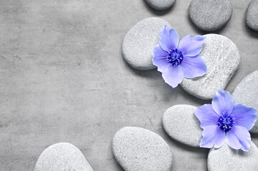 Spa stones and blue flowers on the grey background.