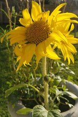 Sunflower in garden pot