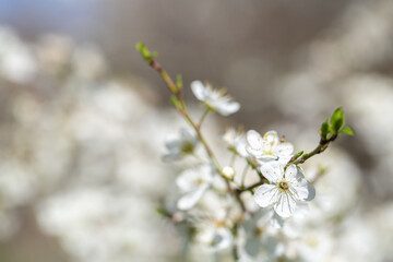 Obraz premium White flowers bloom in the trees. Spring landscape with blooming sakura tree. Beautiful blooming garden on a sunny day. Copy space for text.