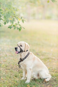 Golden Retriever In Halti Walks In Summer