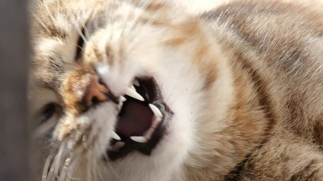 Funny cat in the village basks in the sun and yawns. The cat yawns close up Full HD video.