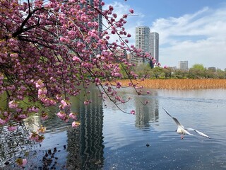 seagull flying over the pond in the city of Tokyo during the sakura season, spring 2022, Shinobazu pond, Japan