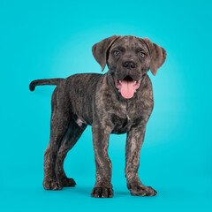 Cute portrait of brindle Cane Corso dog puppy, standing up facing front. Looking towards camera....