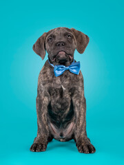 Fototapeta premium Cute portrait of brindle Cane Corso dog puppy, sitting up facing front. Looking towards camera with blue satin bow tie around neck. Isolated on a solid turquoise background.