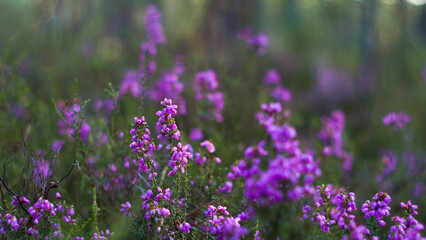 Fototapeta premium Macro de fleurs de bruyère, photographiées dans la pénombre, au bord d'un étang, dans la forêt des Landes de Gascogne