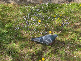 Dandelions and the pigeon, Ueno Shinobazu pond, Tokyo Japan sakura season 2022