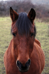 retrato frontal de caballo de color rojizo