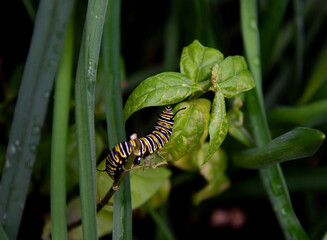Natures beauty plants and natures art