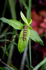 Natures beauty plants and natures art