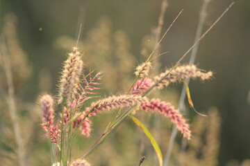 Obraz premium close up of wheat