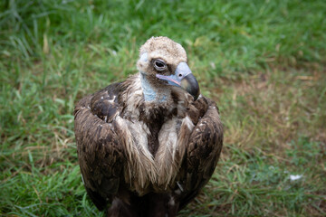 Griffon Vultures. Gyps fulvus. Big bird on a background of green grass. Portrait. Wildlife, Africa.