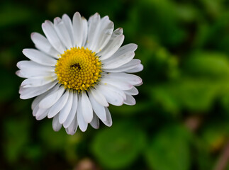 Obraz premium daisy flower closeup