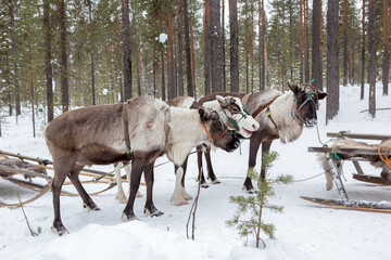 Reindeer in a harness in the middle of a snowy forest