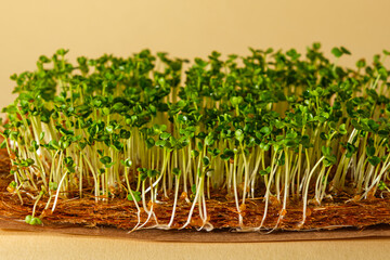 closeup micro greens, sprouted arugula seeds on coconut substrate on beige background, home cultivation