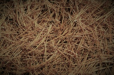 closeup of brown pine needles