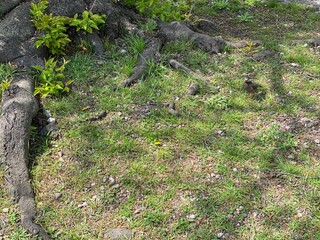 a starling bird chilling by the roots of tree on the green grass, spring sakura season 2022 Tokyo Japan, Ueno Shinobazu pond
