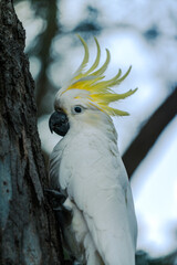 yellow and white parrot