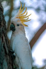 white parrot on a branch © SWOF.ph