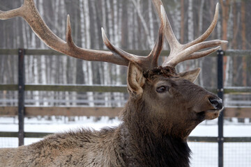 Fototapeta premium Spotted deer in the reserve in winter.