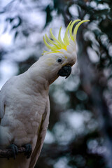 white bird on a tree